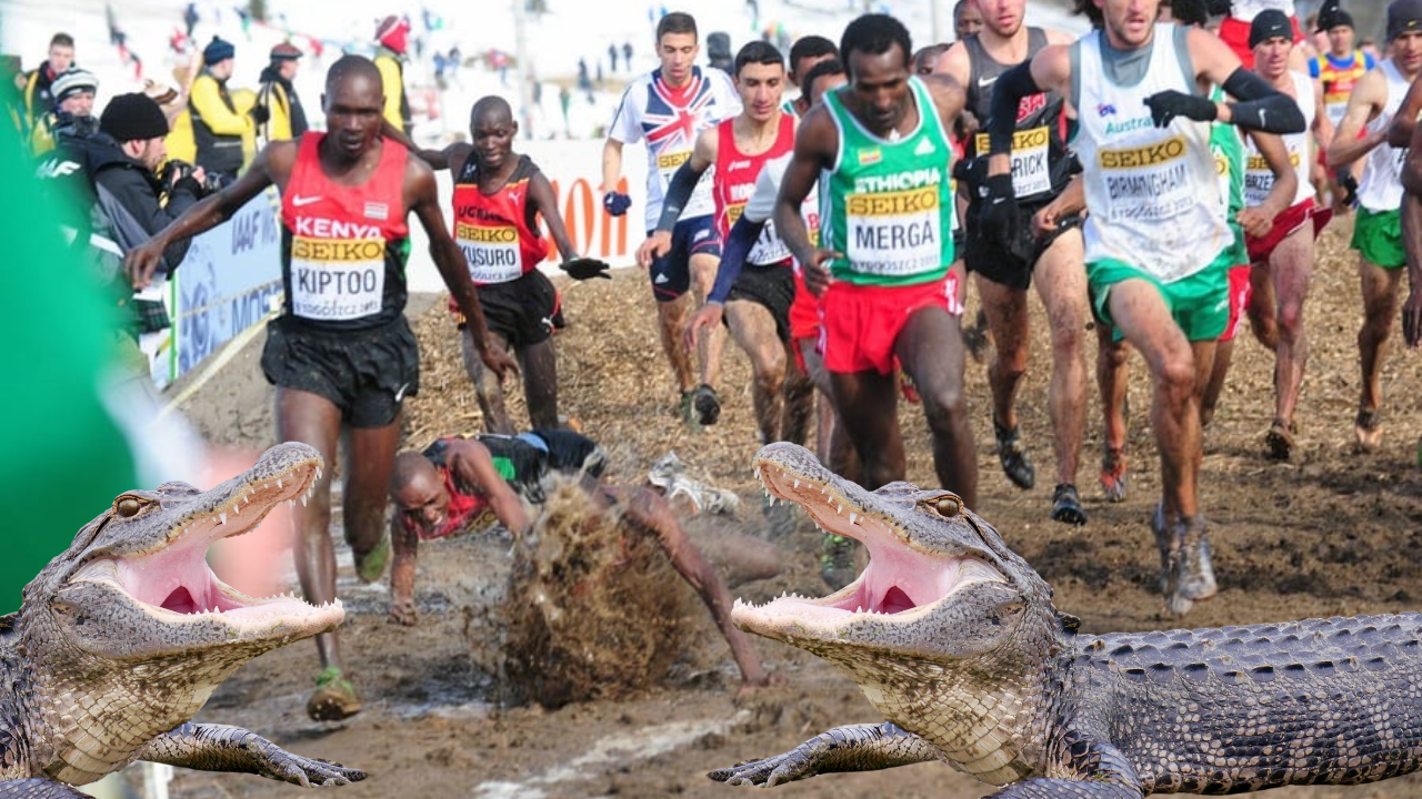 Alligators Runner 